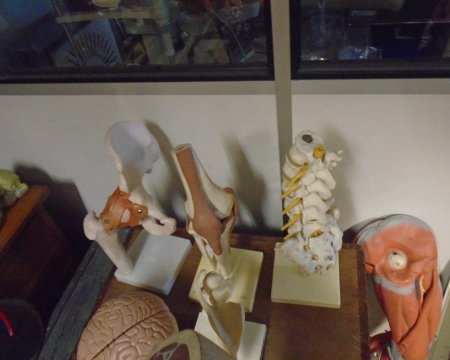 Hip Joint model